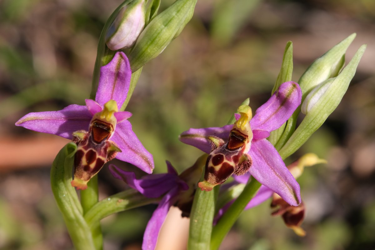 Orchidee di Marzo - Dalla Grecia con passione